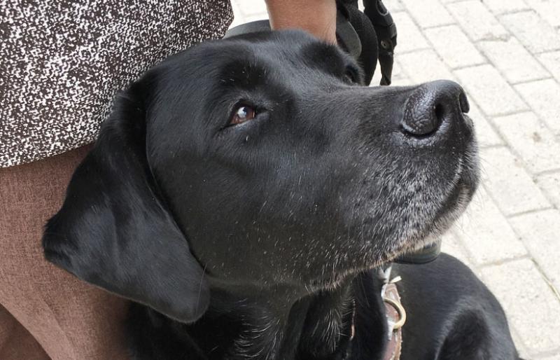 Fotografía, perro guía