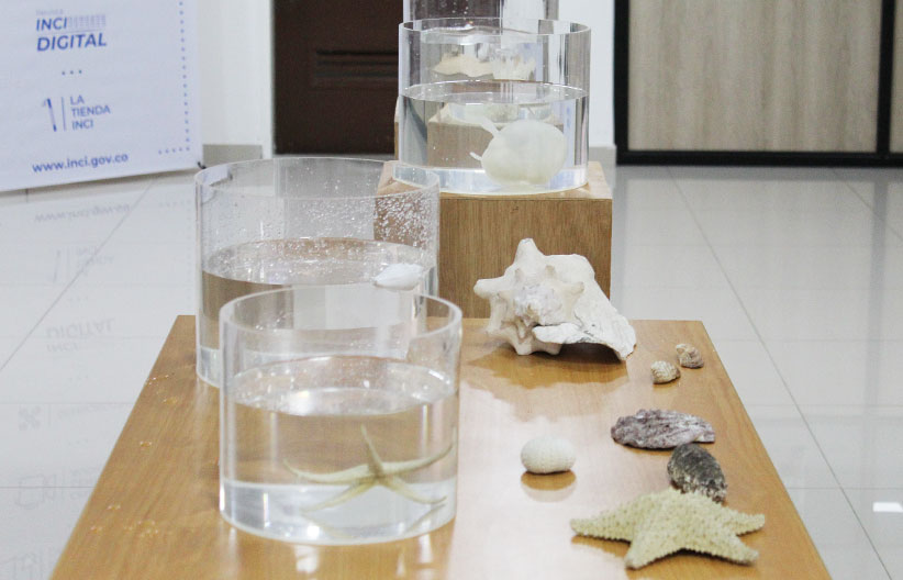 Modelos de los arrecifes usados en el taller