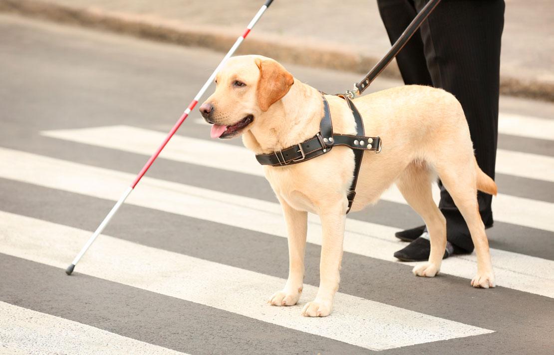 Fotografía, Perro Lazarillo y persona con discapacidad visual en la calle