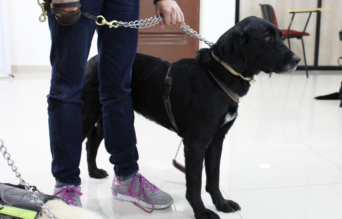 Fotografía, Perro Guía