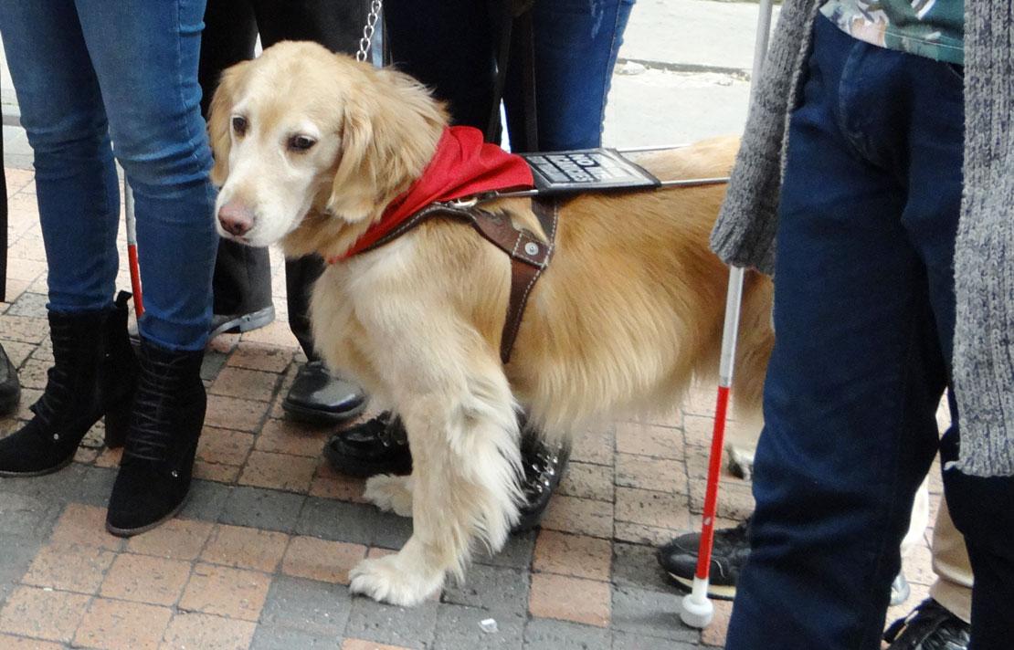 Fotografía, Perro Guía