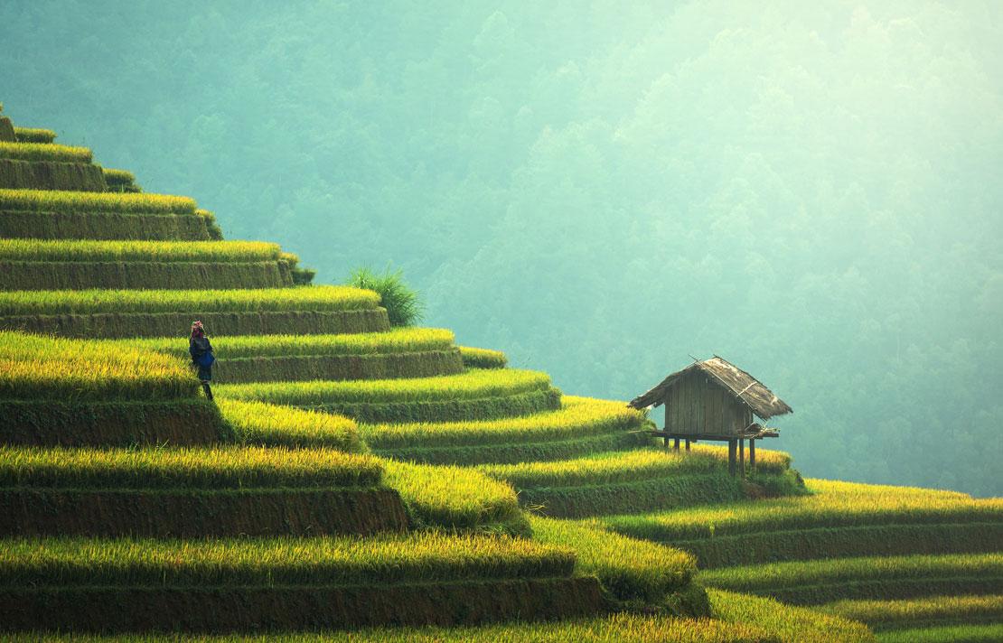 Fotografía Cultivos de arroz