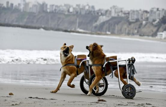 En la foto, dos perros con discapacidad física y en silla de ruedas corren jugando sobre la bahía
